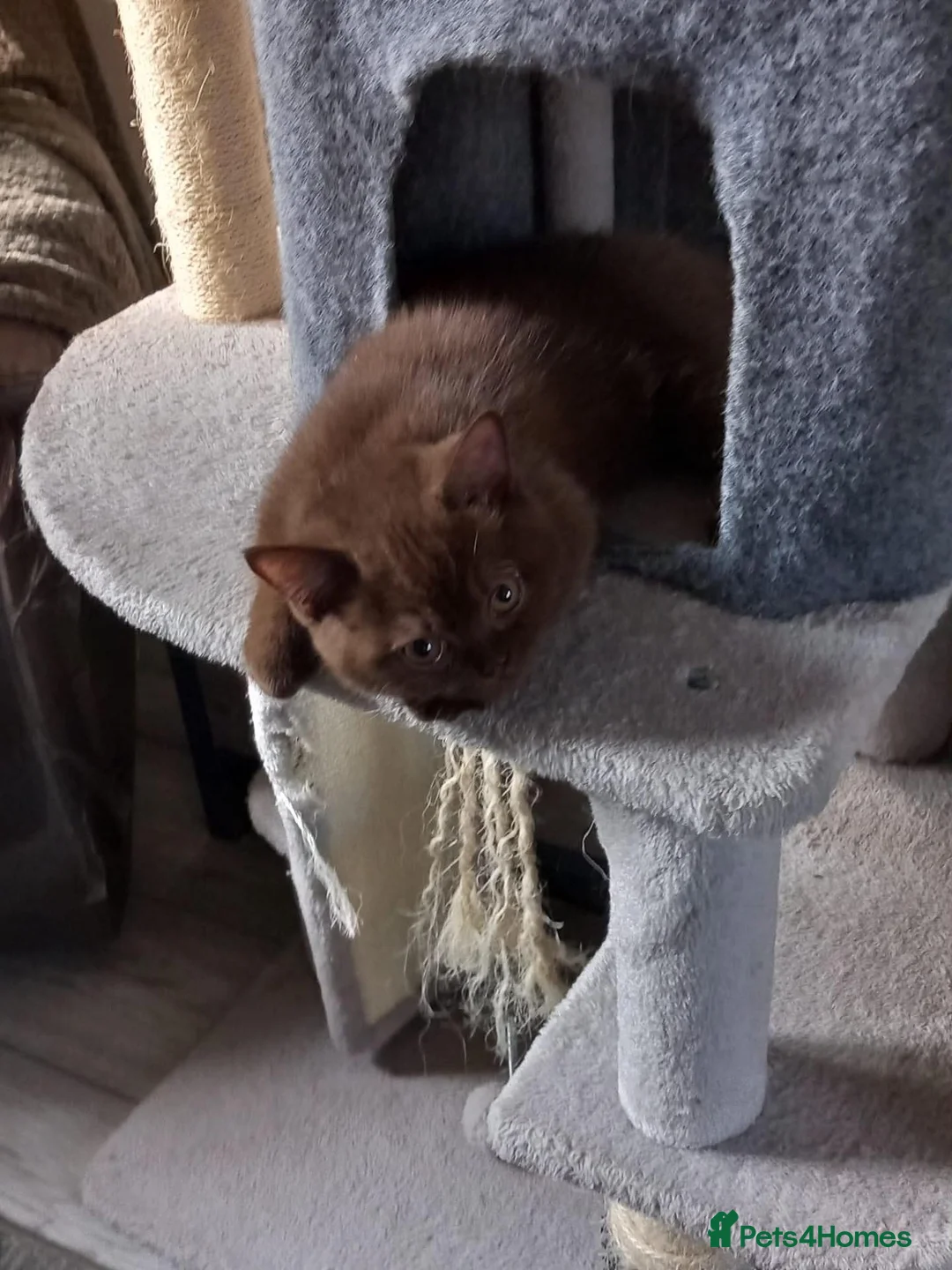 British Shorthair cats for sale: Chocolate British Short Hair Male - Advert 7
