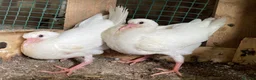 Doves birds for sale: Beautiful Flock 50–60 Fantails, Doves&Pigeons–Free - Advert 6