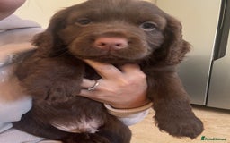 Cocker Spaniel dogs for sale: Beautiful litter of cocker spaniels for sale  - Image 10