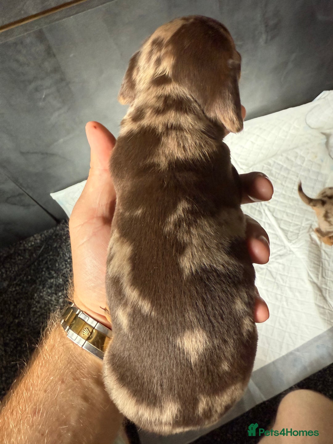 Miniature Dachshund dogs for sale: Miniature Dachshund puppies KC Reg Health tested - Image 13