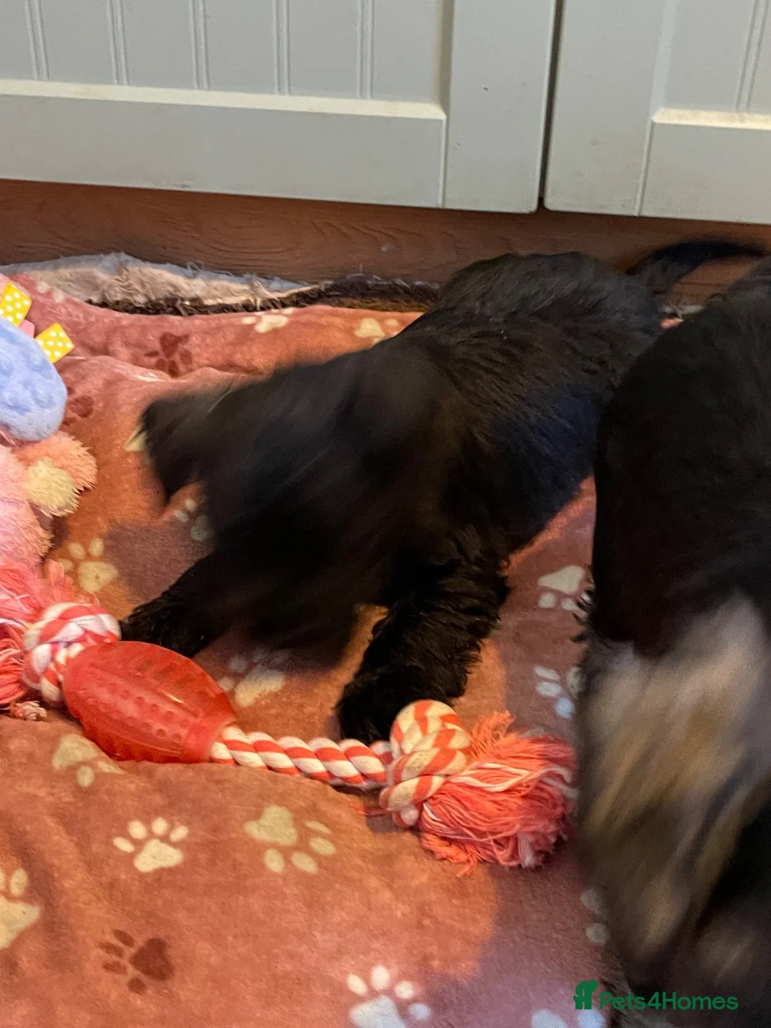 Mixed Breed dogs for sale: Wauzer pups for sale  - Advert 7