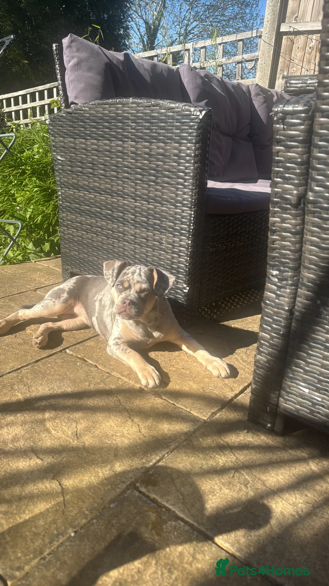 Mixed Breed dogs for sale: French Bulldog X    in Chatham - Advert 5