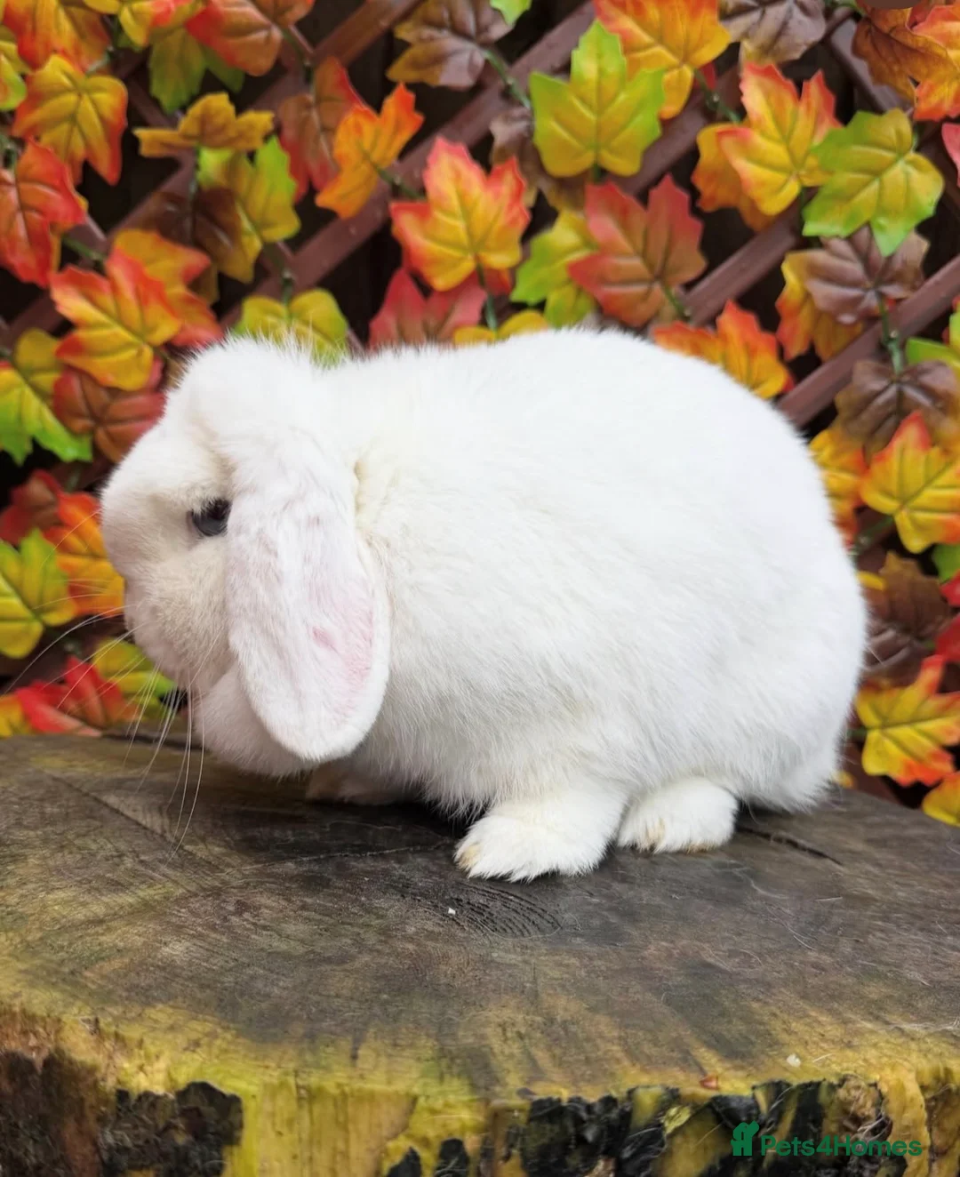Mini Lop rabbits for sale: Mini lop does  - Advert 3