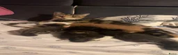 Mixed Breed cats for sale: 5 beautiful kittens for sale - Advert 1