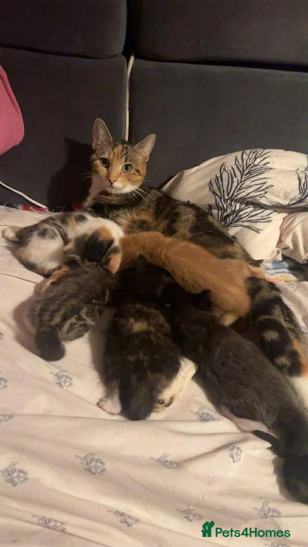 Mixed Breed cats for sale: 5 beautiful kittens for sale - Advert 1