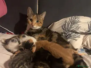 Mixed Breed cats 5 beautiful kittens for sale - Advert 1