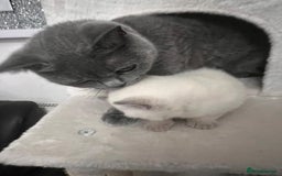 British Shorthair cats for sale: BRITISH SHORTHAIR PEDIGREE - FIRST LITTER - Image 4