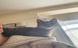 Aegean cats for sale: Cuddles - Image 3