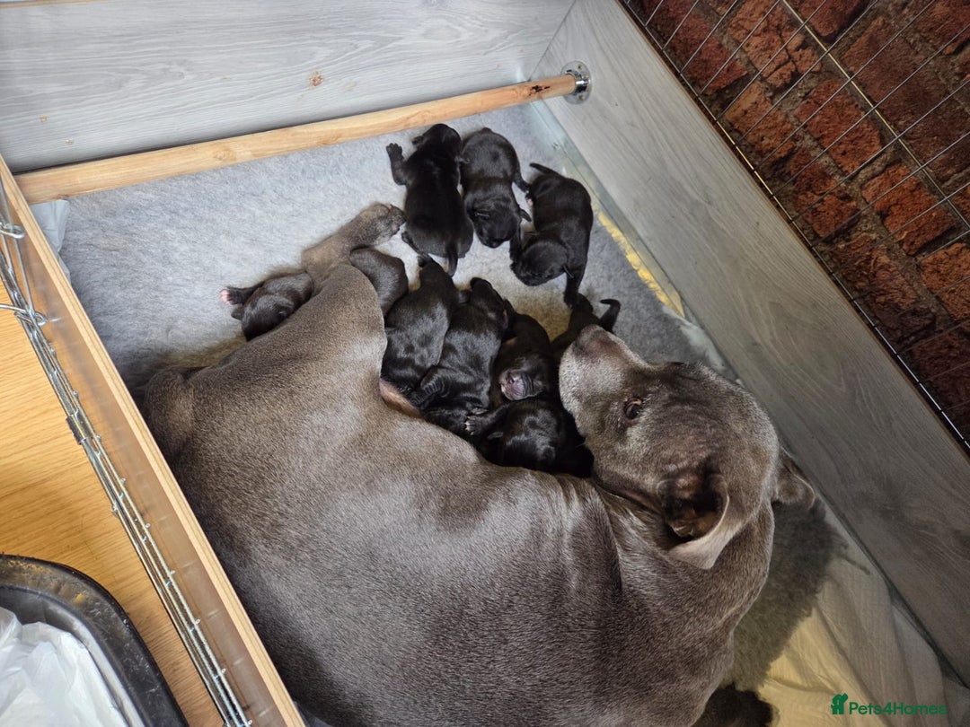 Staffordshire Bull Terrier dogs for sale: KC Registered Champions Bloodline Show Quality  - Image 1