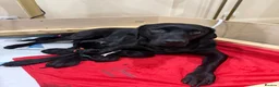Labrador Retriever dogs for sale: LABRADOR RETRIEVER KC reg Puppies  in York - Advert 5