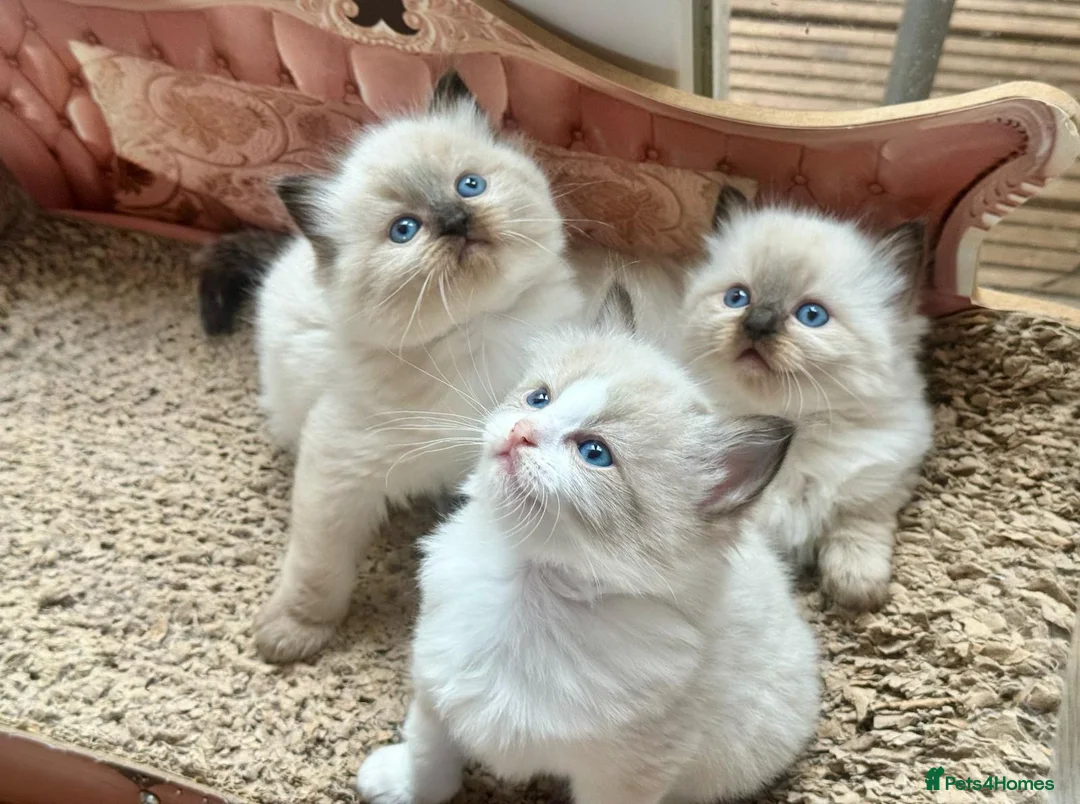 Ragdoll cats for stud: Active Gccf Blue bi Ragdoll in Grantham - Advert 23