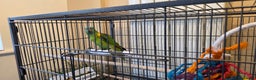 Parrots birds for sale: Yellow Headed Amazon Parrot   - Advert 4