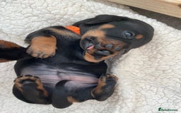 Miniature Dachshund dogs for sale: Miniature Dachshund Puppies   in Pontefract - Image 5