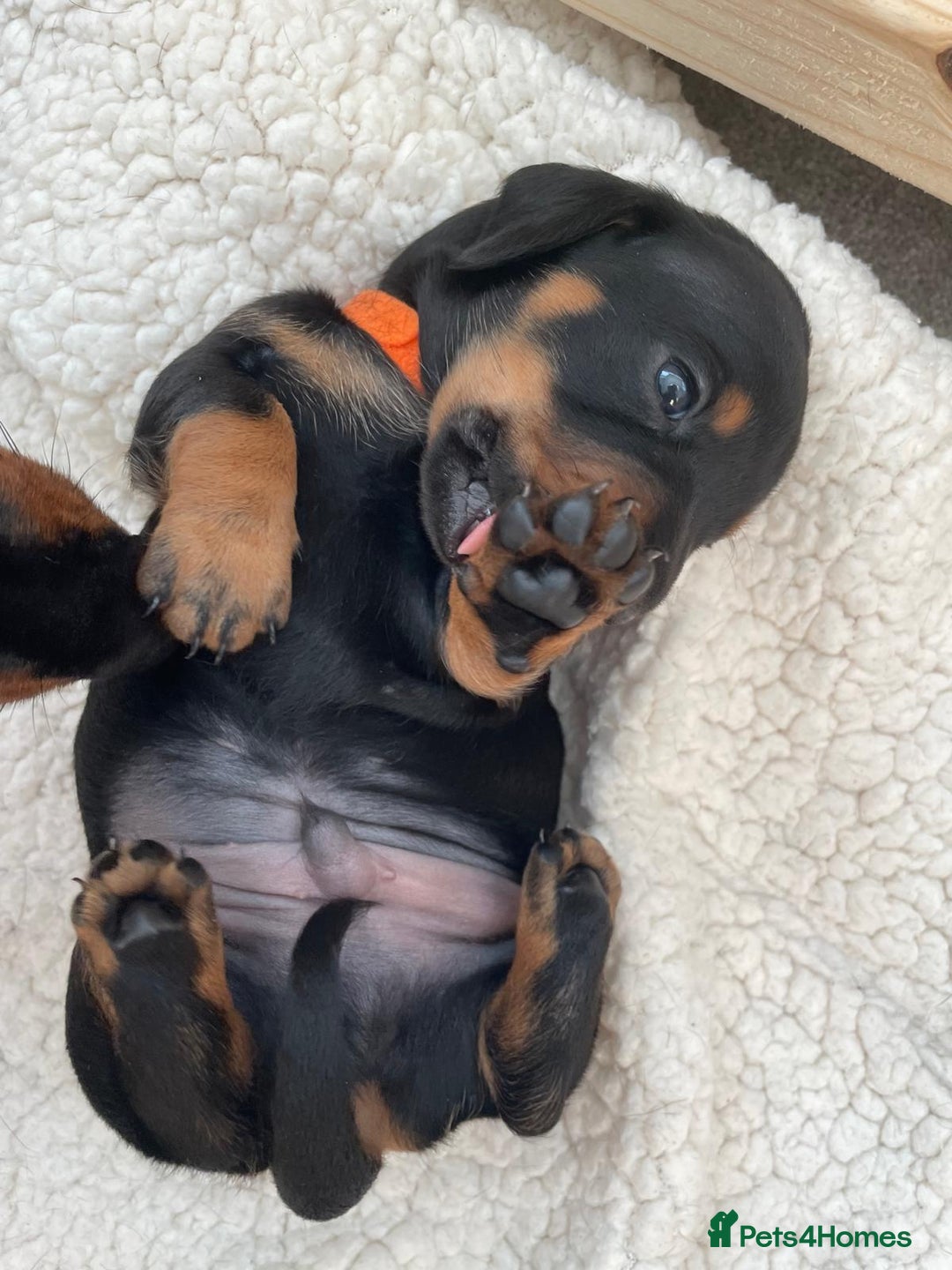 Miniature Dachshund dogs for sale: Miniature Dachshund Puppies   in Pontefract - Image 5