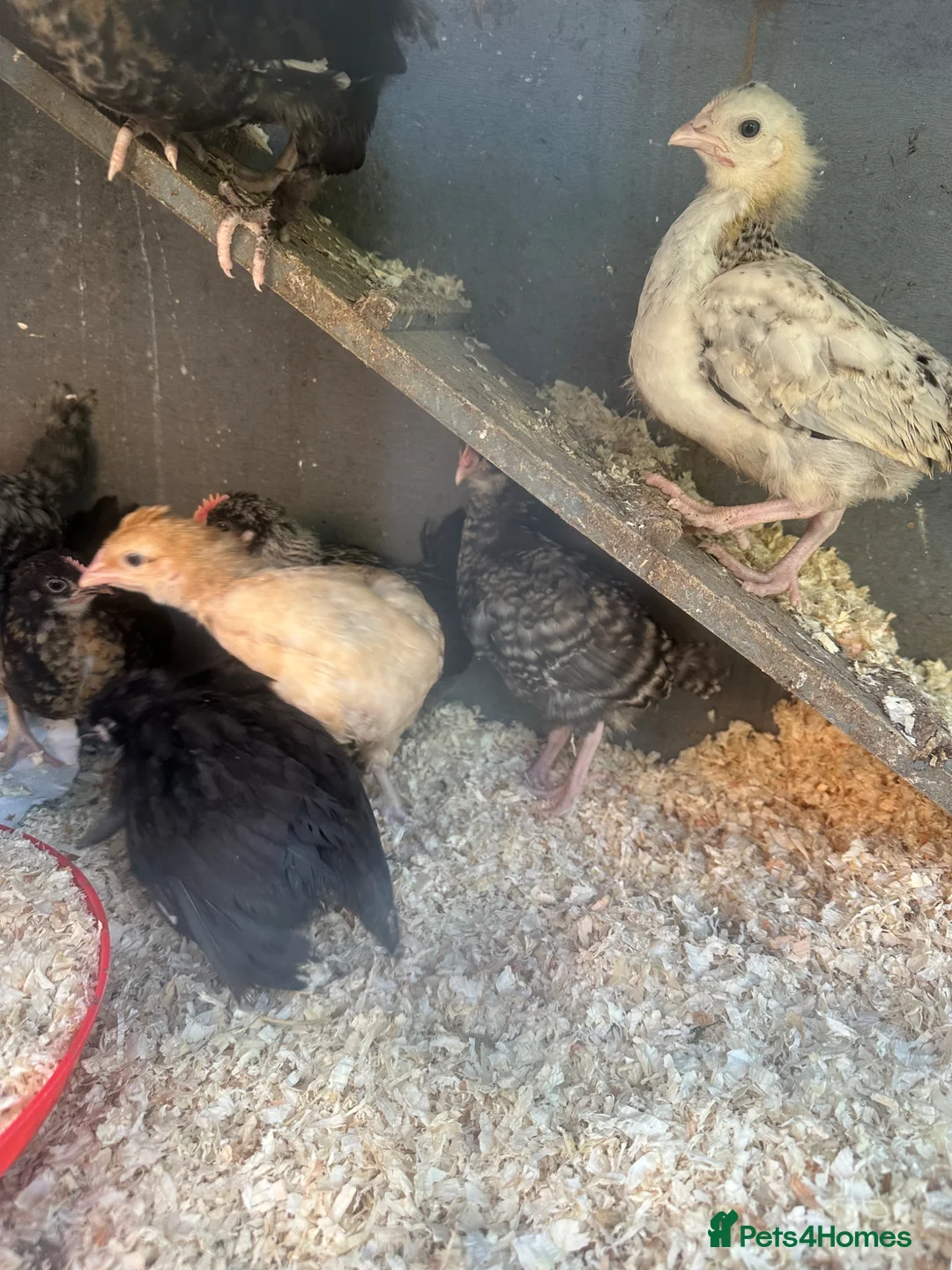 Mixed Breed poultry for sale: Pekin polish barnyard mix chicks Unsexed  - Advert 2