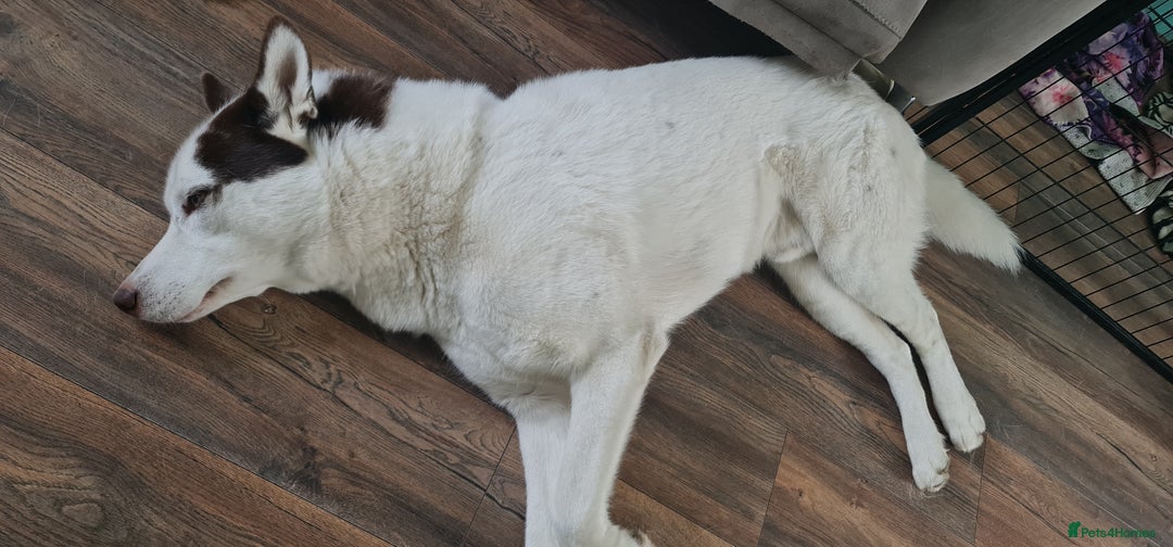 Siberian Husky dogs for sale: Siberian Husky for sale - Image 12