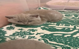 British Shorthair cats for sale: Price reduced Reg gccf Liliac BSH two female  - Image 25