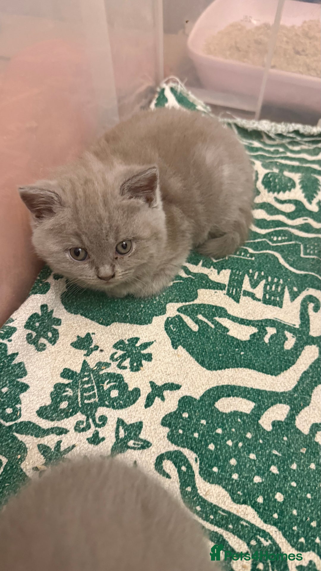 British Shorthair cats for sale: Price reduced Reg gccf Liliac BSH two female  - Image 25
