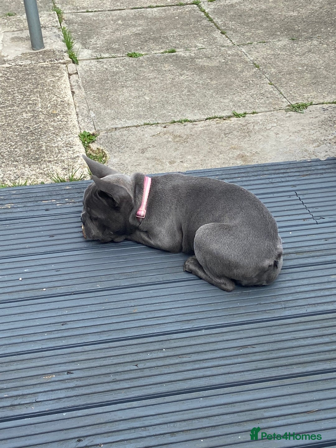 French Bulldog dogs for sale: French bulldog pup girl BLUE 13 weeks old - Image 7