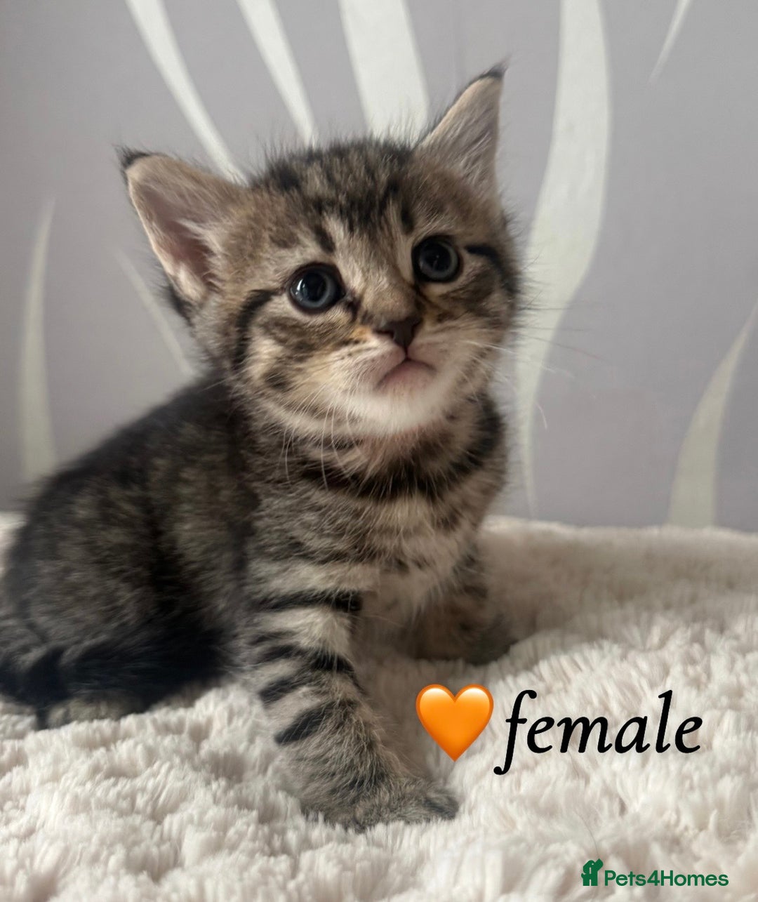 Mixed Breed cats for sale: 4 kittens for sale - Advert 5