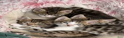 Turkish Angora cats for sale: Bengal x Turkish Angora  - Advert 1