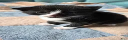 Mixed Breed cats for sale: 2 Beautiful Black and White Female Kittens  - Advert 15