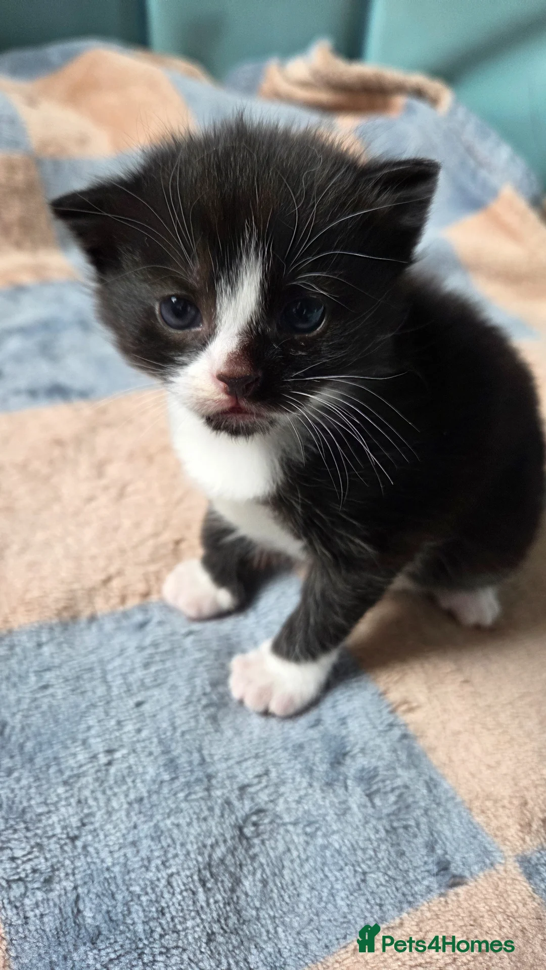 Mixed Breed cats for sale: 2 Beautiful Black and White Female Kittens  - Advert 15