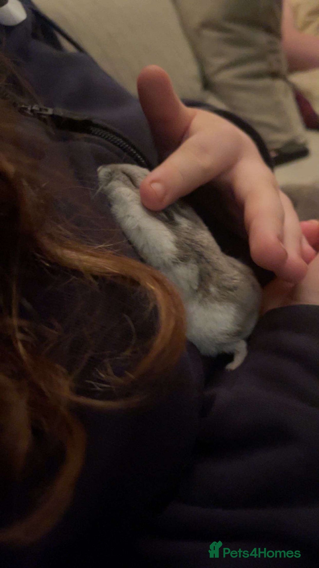 Hamster rodents for sale: Dwarf hamster needs rehoming  - Advert 5