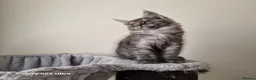 Maine Coon cats for sale: Licensed breeder-maine coon kittens - Advert 29