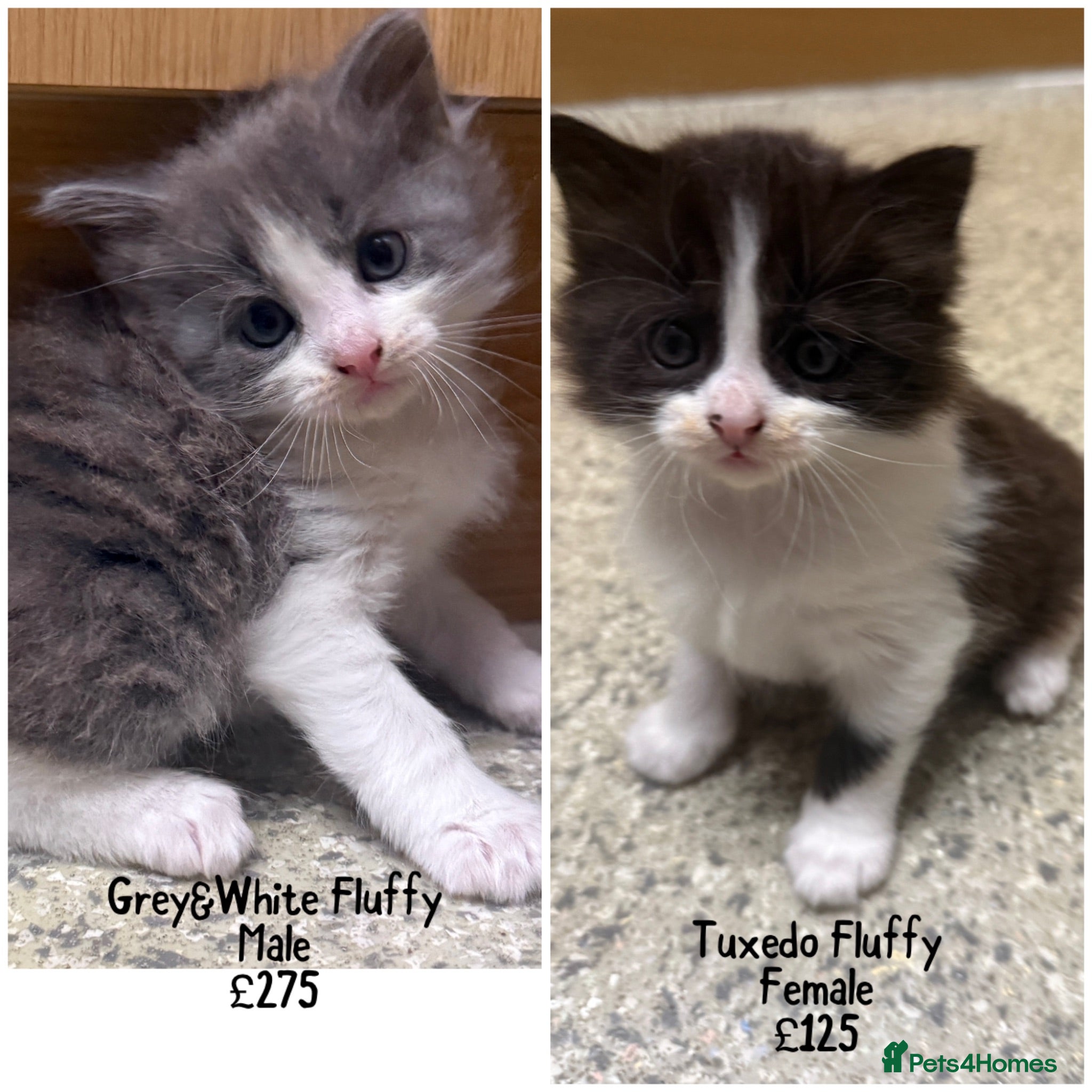 Mixed Breed cats Grey & White Boy and Tuxedo Girl Available!  - Advert 18