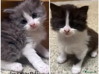 Mixed Breed cats Grey & White Boy and Tuxedo Girl Available! - Advert 18