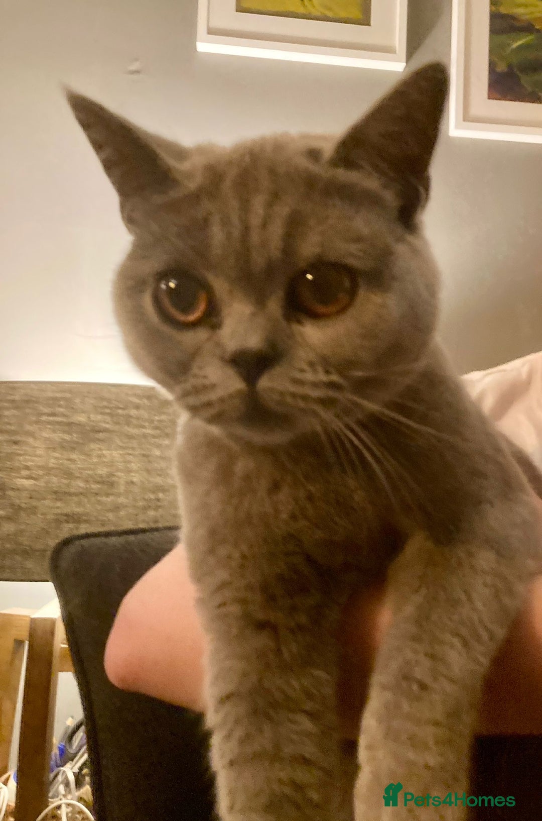 British Shorthair cats for sale: Beautiful Female British Short hair  - Advert 2