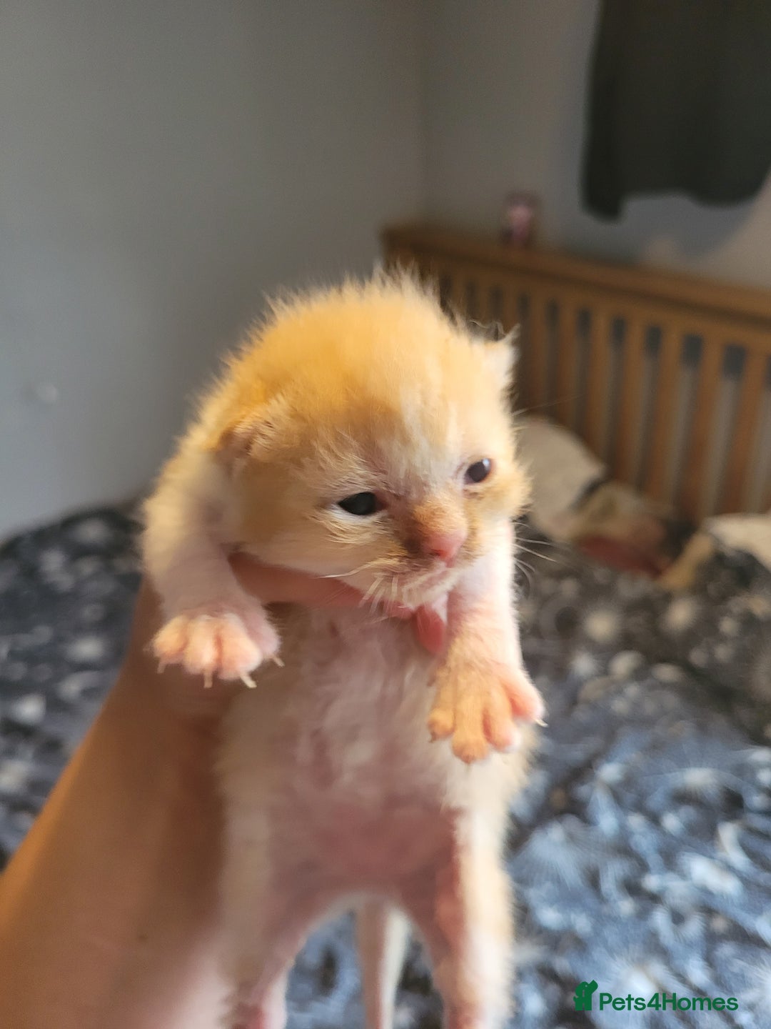 British Shorthair cats for sale: British shorthair kittens  - Image 3