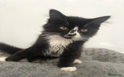 Mixed Breed cats for sale: Kitten for sale  - Image 1