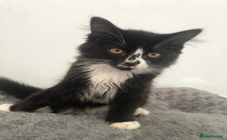 Mixed Breed cats for sale - Advert 1