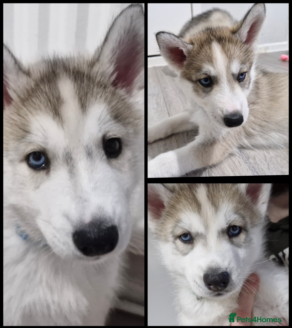 Siberian Husky dogs 3 siberian Husky pups left❤️READY TO LEAVE NOW❤️ - Advert 18