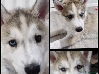 Siberian Husky dogs 3 siberian Husky pups left❤️READY TO LEAVE NOW❤️ - Advert 18