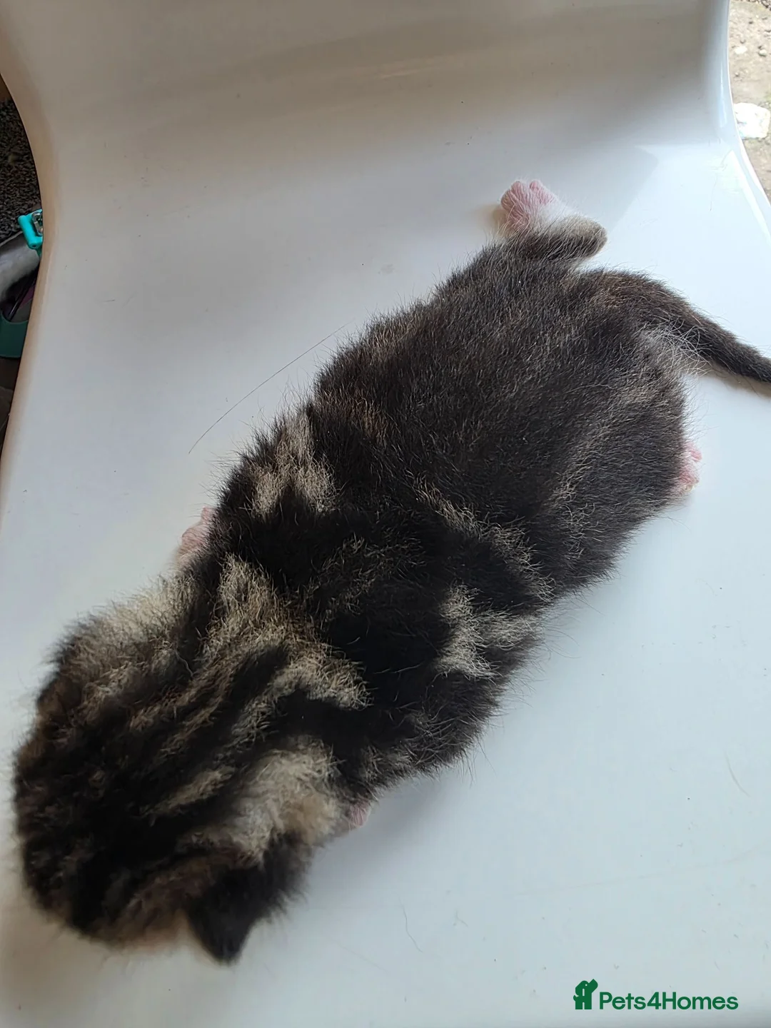 Mixed Breed cats for sale: FREE # 3 male / 1 female / Mother # FREE - Advert 15
