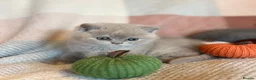 British Shorthair cats for sale: British Shorthair Girls - Advert 25