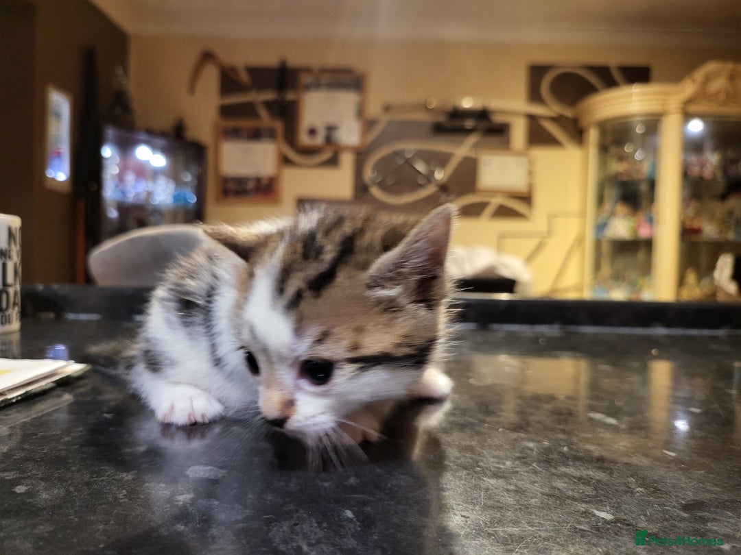 Mixed Breed cats for sale: Beautiful kittens - Image 9