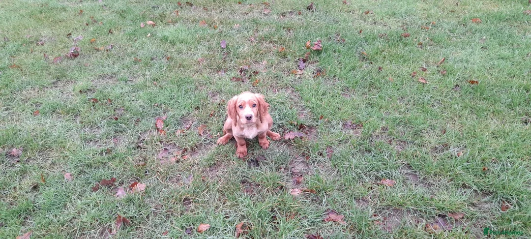 Cocker Spaniel dogs for sale: Working Cocker Spaniel - Advert 15