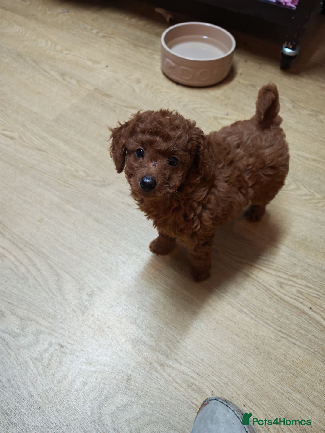 Cockapoo dogs for sale: Cockerpoo puppies  - Advert 8