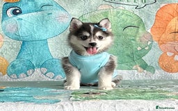 Pomsky dogs for sale: Perfect husky markings f3 Pomsky puppies for sale - Image 1