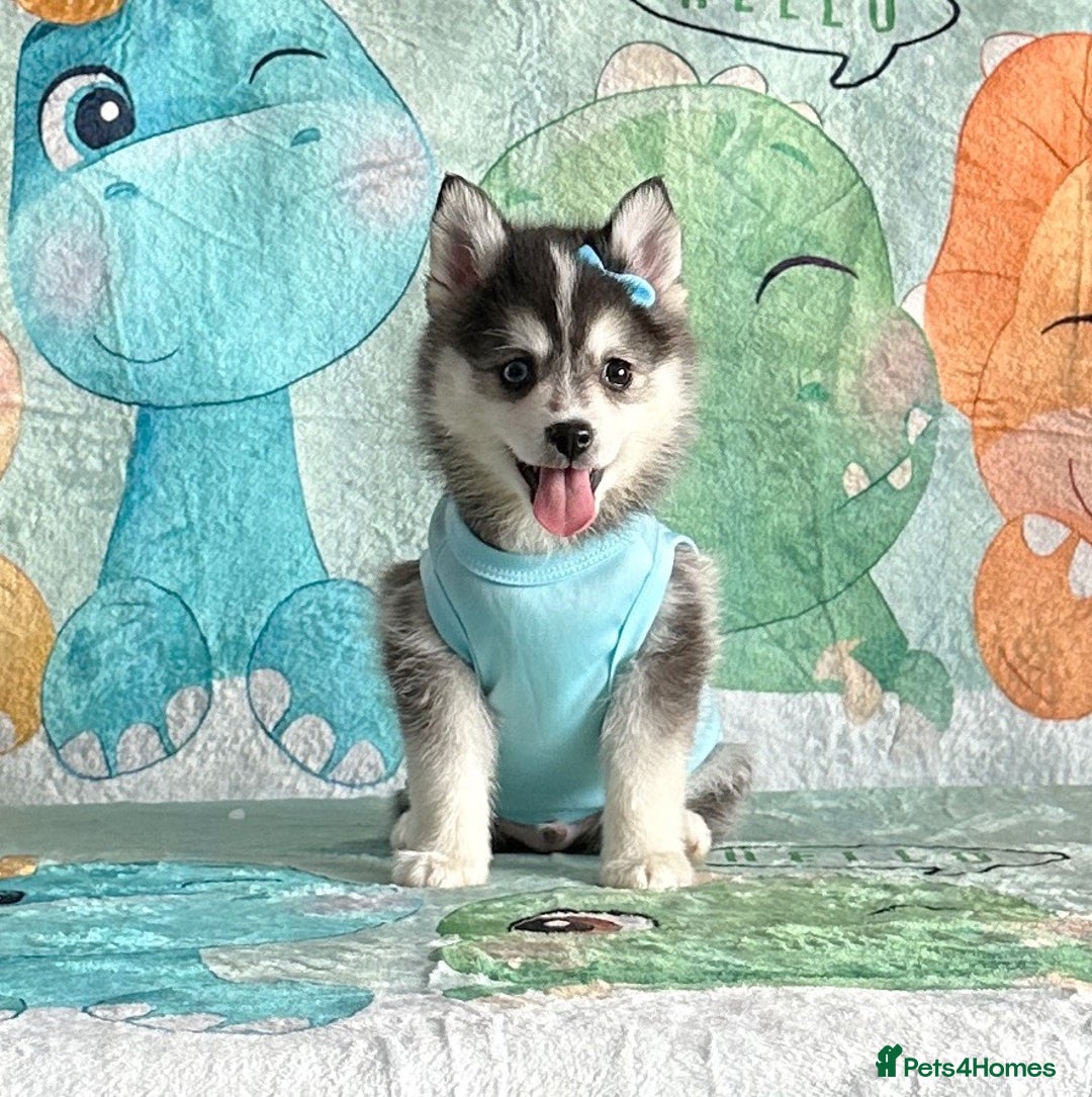 Pomsky dogs for sale: Perfect husky markings f3 Pomsky puppies for sale - Image 1