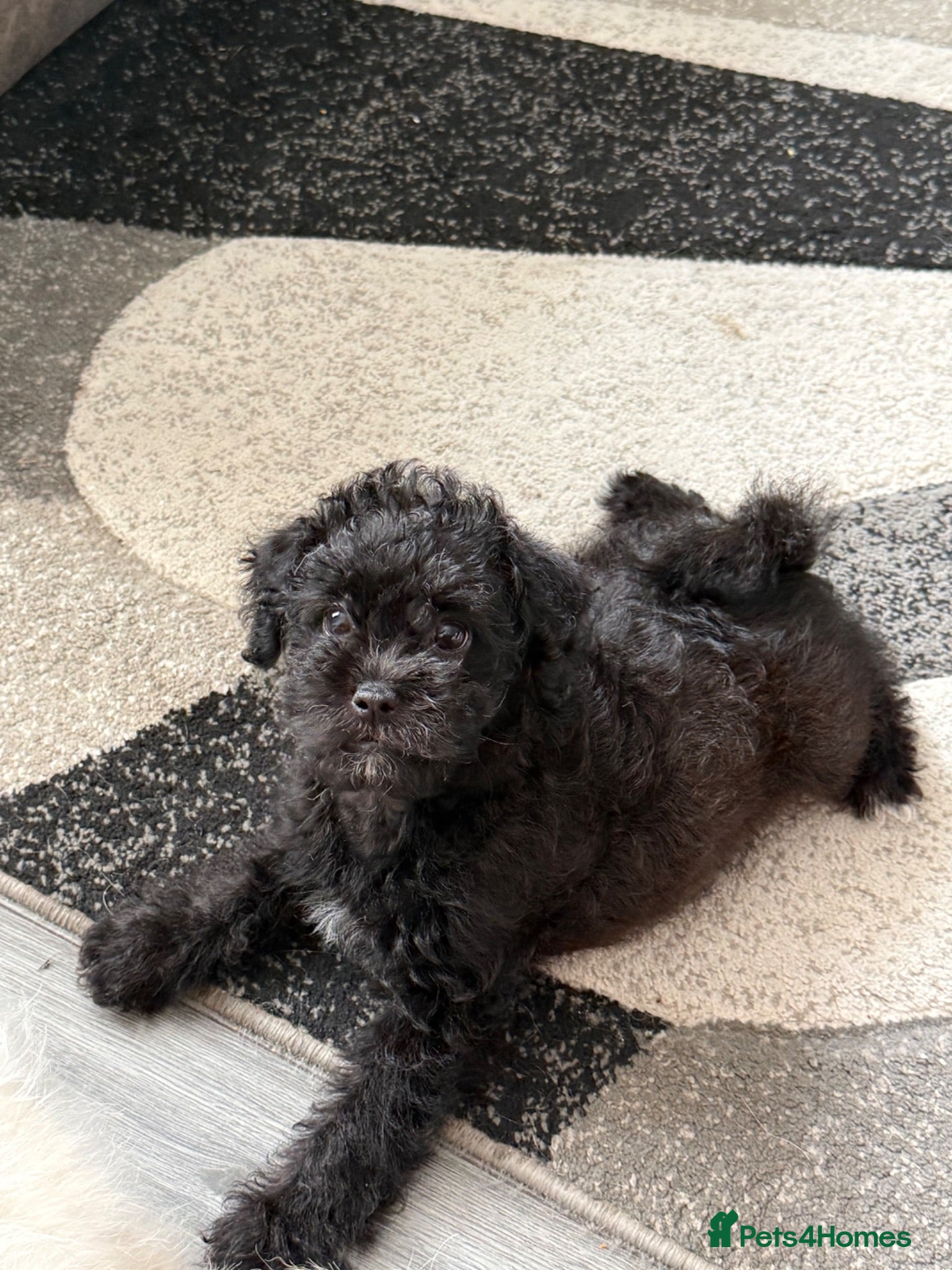 Maltipoo dogs Amazing Malshipoo puppy  - Advert 1