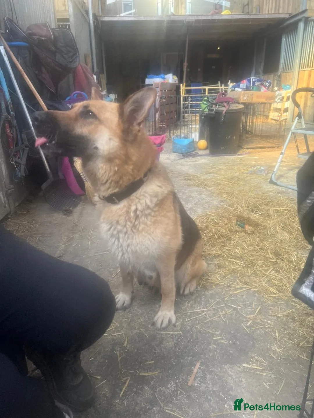 German Shepherd dogs for sale: Pure bred German Shepherd puppies in Bradford - Advert 1