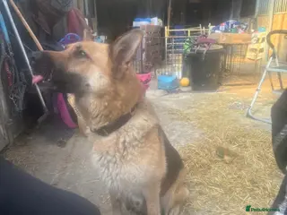 German Shepherd dogs Pure bred German Shepherd puppies - Advert 2