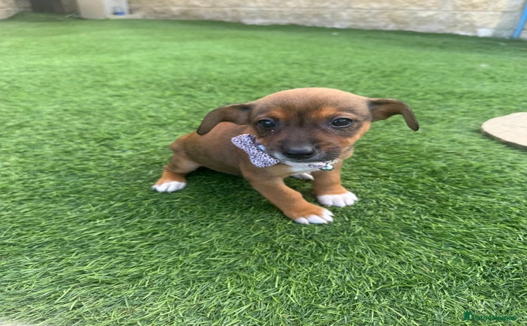 Jack Russell dogs - Advert 2