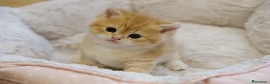 British Shorthair Kitten 4