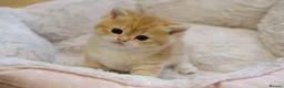 British Shorthair cats for sale: Gorgeous BSH golden kittens pedigree TICA - Advert 12